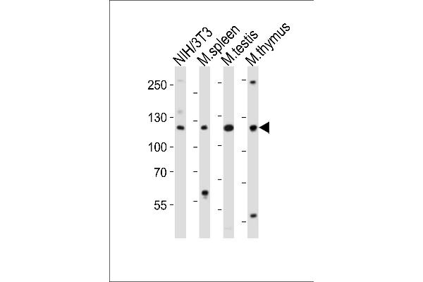 TRIM24 antibody  (C-Term)