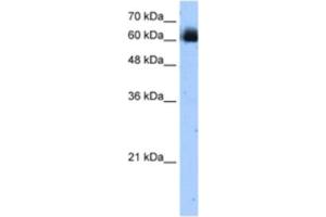 Western Blotting (WB) image for anti-V-Rel Reticuloendotheliosis Viral Oncogene Homolog B (RELB) antibody (ABIN2462719) (RELB antibody)