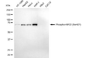anti-Kinesin Family Member 22 (KIF22) (pSer427) antibody