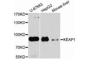 Western blot analysis of extracts of various cell lines, using KEAP1 antibody.