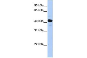WB Suggested Anti-HSD11B2 Antibody Titration:  0. (HSD11B2 antibody  (N-Term))