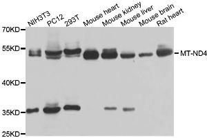 Western blot analysis of extracts of various cell lines, using MT-ND4 antibody. (Mitochondrially Encoded NADH Dehydrogenase 4 (MT-ND4) antibody)