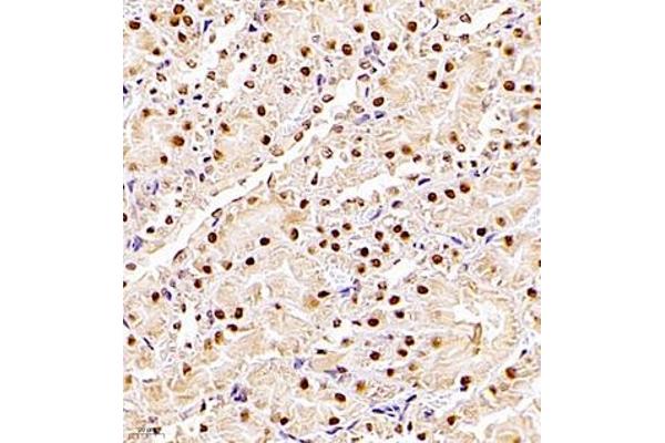 ZHX3 antibody