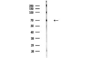 anti-Solute Carrier Family 6 (Neurotransmitter Transporter, GABA), Member 11 (SLC6A11) (Internal Region) antibody