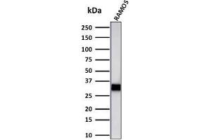 Western Blot Analysis of Ramos cell lysate using HLA-DR Mouse Monoclonal Antibody (LN-3 + HLA-DRB/1067). (HLA-DRB1 antibody)