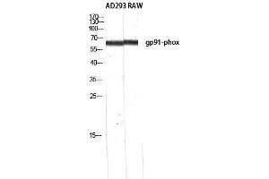 Western Blotting (WB) image for anti-Cytochrome B-245, beta Polypeptide (CYBB) (C-Term) antibody (ABIN3184824) (CYBB antibody  (C-Term))