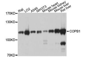 Western blot analysis of extracts of various cell lines, using COPB1 antibody. (COPB1 antibody  (AA 460-740))