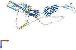 AlphaFold protein structure predicition of Mouse Recombinant Dlec1 Protein, UniprotID Q8BLA1 (DLEC1 Protein (AA 1-635) (His tag))