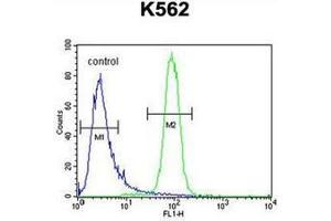 Flow cytometric analysis of K562 cells using KBTBD5 Antibody (Center) Cat. (KBTBD5 antibody  (Middle Region))