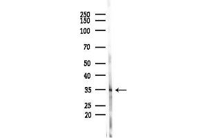Western blot analysis of lysates from COLO205 cells(heat-shock,45 min treatment), using GPR84 Antibody at 1/1000 dilution.