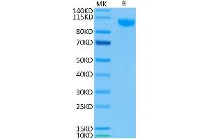 Biotinylated Human Siglec-2 on Tris-Bis PAGE under reduced condition. (CD22 Protein (AA 20-687) (His-Avi Tag,Biotin))