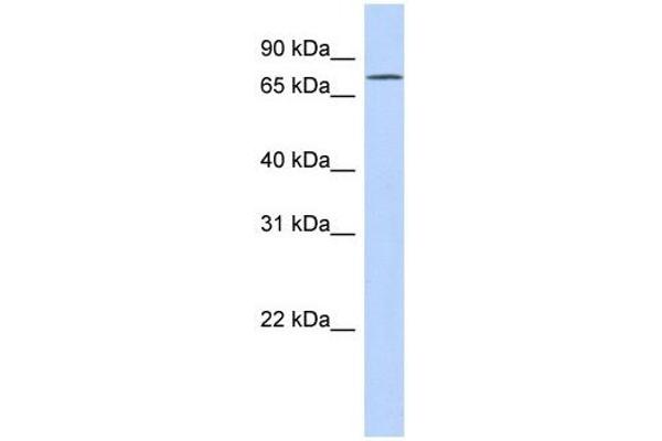 EXD3 antibody  (N-Term)
