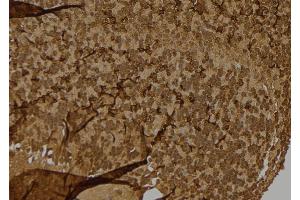 ABIN6276779 at 1/100 staining Mouse brain tissue by IHC-P. (s100a4 antibody  (C-Term))
