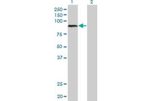 Western Blot analysis of ARNT expression in transfected 293T cell line by ARNT monoclonal antibody (M01), clone 3D10. (ARNT antibody  (AA 1-110))