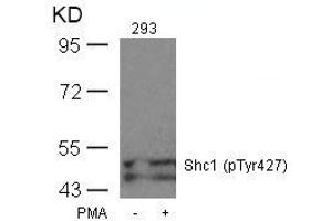 Western blot analysis of extracts from 293 cells untreated or treated with PMA using Shc1(Phospho-Tyr427) Antibody. (SHC1 antibody  (pTyr427))