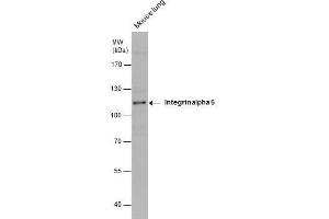 WB Image Mouse tissue extract (50 μg) was separated by 7. (ITGA6 antibody  (Internal Region))