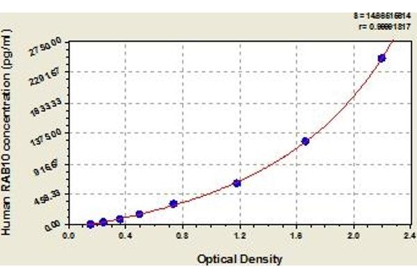 RAB10 ELISA Kit