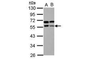 Image no. 2 for anti-Zinc Finger and BTB Domain Containing 9 (ZBTB9) (AA 1-206) antibody (ABIN1501798) (ZBTB9 antibody  (AA 1-206))