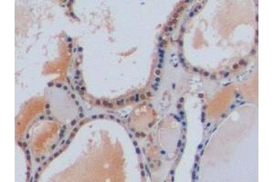 Immunohistochemistry (IHC) image for anti-Chromogranin A (CHGA) (AA 15-148) antibody (ABIN7433258)