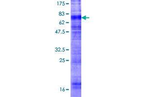 HCRTR1 Protein (AA 1-425) (GST tag)