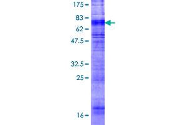 HCRTR1 Protein (AA 1-425) (GST tag)