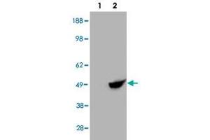 HEK293 overexpressing BHMT and probed with BHMT polyclonal antibody  (mock transfection in first lane), tested by Origene. (BHMT antibody  (C-Term))