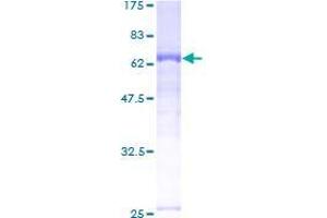 Cyclin I Protein (CCNI) (AA 1-377) (GST tag)