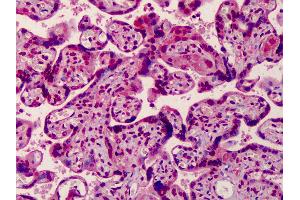 Anti-MED28 antibody IHC of human placenta. (MED28 antibody  (Internal Region))