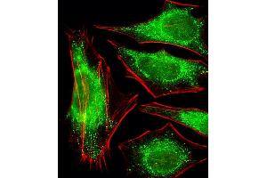 Fluorescent image of Hela cells stained with P2R2A Antibody (N-term) A. (PPP2R2A antibody  (N-Term))
