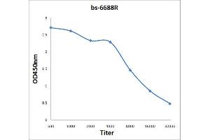 Antigen: 2 µg/100 µL  Primary: Antiserum, 1:500, 1:1000, 1:2000, 1:4000, 1:8000, 1:16000, 1:32000;  Secondary: HRP conjugated Rabbit Anti-Goat IgG at 1: 5000;  TMB staining Read the data in Microplate Reader by 450nm. (SCN8A antibody  (AA 251-314))