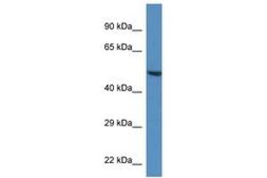 Image no. 1 for anti-Tripartite Motif Containing 11 (TRIM11) (AA 383-432) antibody (ABIN6746214) (TRIM11 antibody  (AA 383-432))