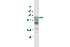 Western Blot detection against Immunogen (60. (Synaptophysin antibody  (AA 1-313))