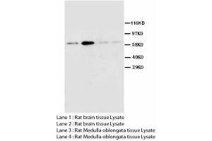 Image no. 1 for anti-Cholinergic Receptor, Muscarinic 2 (CHRM2) (AA 451-466) antibody (ABIN1493466) (Muscarinic Acetylcholine Receptor M2 antibody  (AA 451-466))