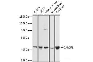 Western blot analysis of extracts of various cell lines using CALCRL Polyclonal Antibody at dilution of 1:1000.