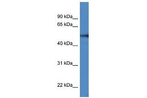 Western Blot showing TUBA1C antibody used at a concentration of 1-2 ug/ml to detect its target protein. (TUBA1C antibody  (C-Term))