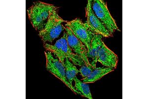 Immunofluorescence (IF) image for anti-Luteinizing Hormone/Choriogonadotropin Receptor (LHCGR) antibody (ABIN5542336)