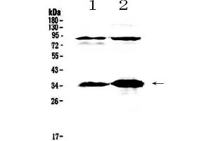 Western blot analysis of IL33 using anti-IL33 antibody . (IL-33 antibody  (AA 102-264))