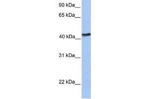 Western Blotting (WB) image for anti-IGF-like family receptor 1 (IGFLR1) antibody (ABIN2459336) (IGF-like family receptor 1 (IGFLR1) antibody)