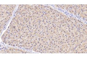 Detection of DAO in Human Liver Tissue using Polyclonal Antibody to D-Amino Acid Oxidase (DAO) (D Amino Acid Oxidase antibody  (AA 1-347))