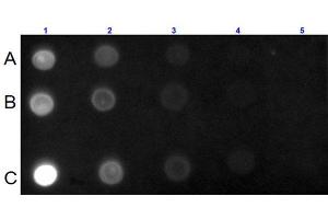 Dot Blot for Goat Anti-Mouse IgG IgA IgM (H&L) Antibody Dot Blot for Mouse IgG IgA IgM (H&L) Antibody (GOAT) Texas Conjugated. (Goat anti-Mouse IgA, IgG, IgM Antibody (Texas Red (TR)))