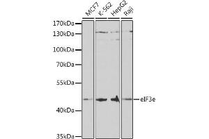 Western blot analysis of extracts of various cell lines, using eIF3e antibody (ABIN6127836, ABIN6140059, ABIN6140060 and ABIN6221101) at 1:1000 dilution.