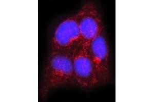 IF analysis of FLOT2 using anti-FLOT2 antibody (ABIN7600242). (Flotillin 2 antibody  (AA 169-344))