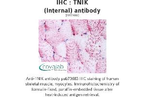 Image no. 1 for anti-TRAF2 and NCK Interacting Kinase (TNIK) (Internal Region) antibody (ABIN1740199) (TNIK antibody  (Internal Region))