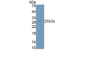 Detection of Recombinant ODC,Mouse using Polyclonal Antibody to Ornithine Decarboxylase (ODC) (ODC1 antibody)