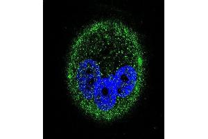 Confocal immunofluorescent analysis of PK15 Antibody (ABIN659038 and ABIN2838052) with MCF-7 cell followed by Alexa Fluor® 488-conjugated goat anti-mouse lgG (green). (MAPK15 antibody)