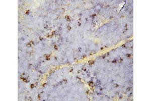 Anti-CXCL16 antibody, IHC(P): Mouse Spleen Tissue (CXCL16 antibody  (Middle Region))