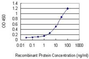 Detection limit for recombinant GST tagged WDFY3 is 0. (WDFY3 antibody  (AA 1-420))