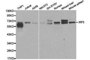 Western Blotting (WB) image for anti-Interferon Regulatory Factor 5 (IRF5) antibody (ABIN1873273) (IRF5 antibody)