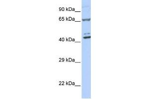 Western Blotting (WB) image for anti-Zinc Finger Protein 324 (ZNF324) antibody (ABIN2458273) (ZNF324 antibody)
