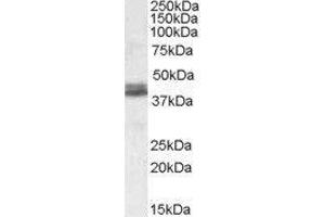 Western Blotting (WB) image for NudE Nuclear Distribution E Homolog (A. Nidulans)-Like 1 (NDEL1) peptide (ABIN369800)